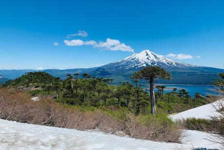 Turismo Pewen Mapu