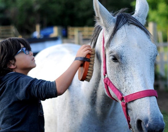 Equino_Experiencia_2_.JPG