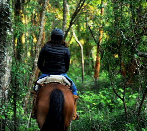 Sumergirse_en_el_Bosques_Nativos.JPG