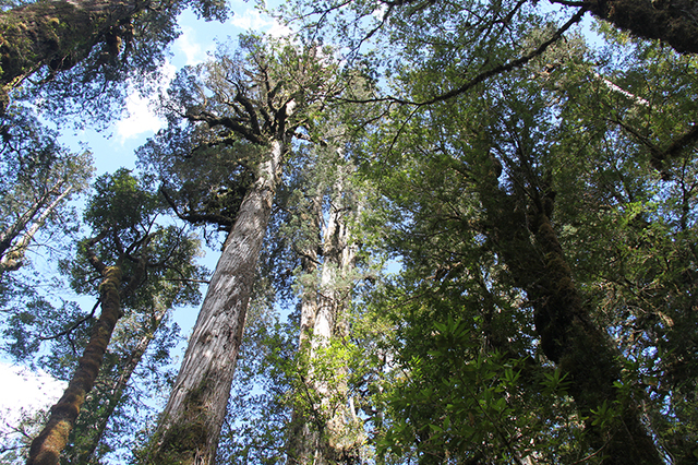 Carretera_Austral_sendero_los_alerces_pumalin.jpg