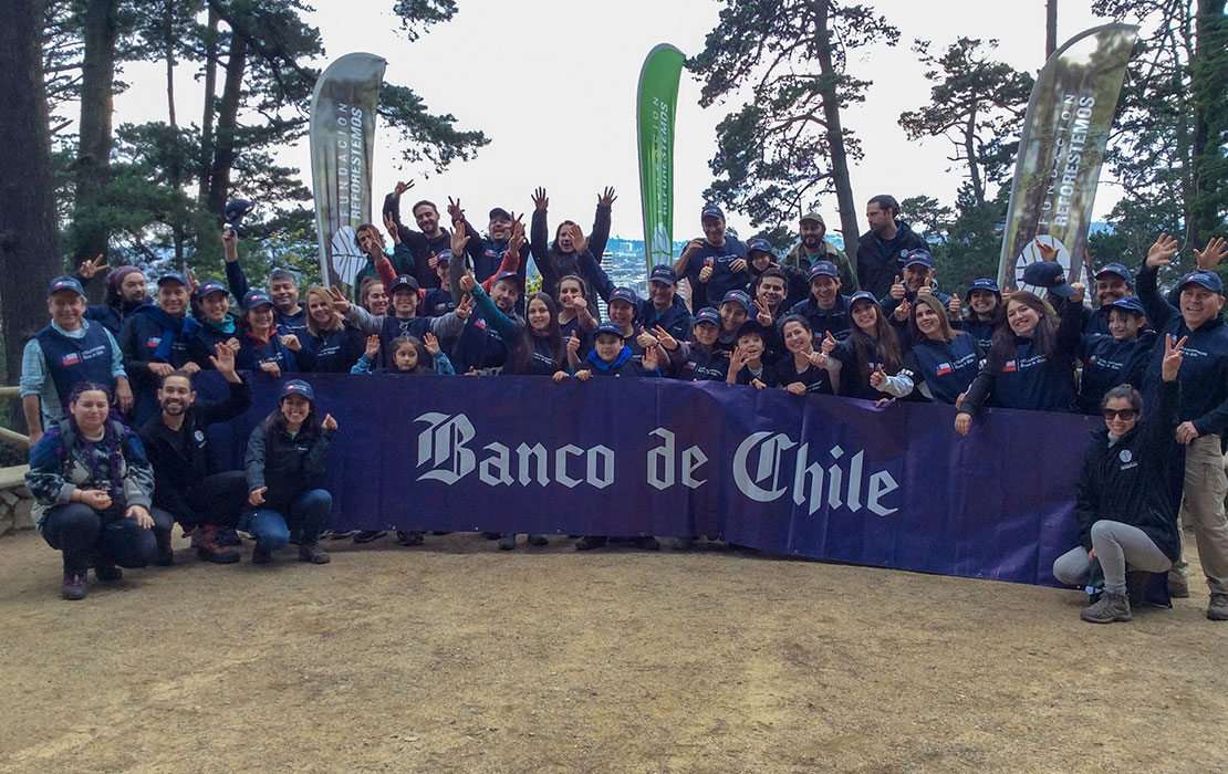 “Cuadrilla Azul” de Banco de Chile cierra con voluntariado corporativo en Concepción y realiza la reforestación de más de 25 mil árboles nativos